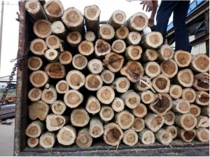 quy trình sản xuất gỗ